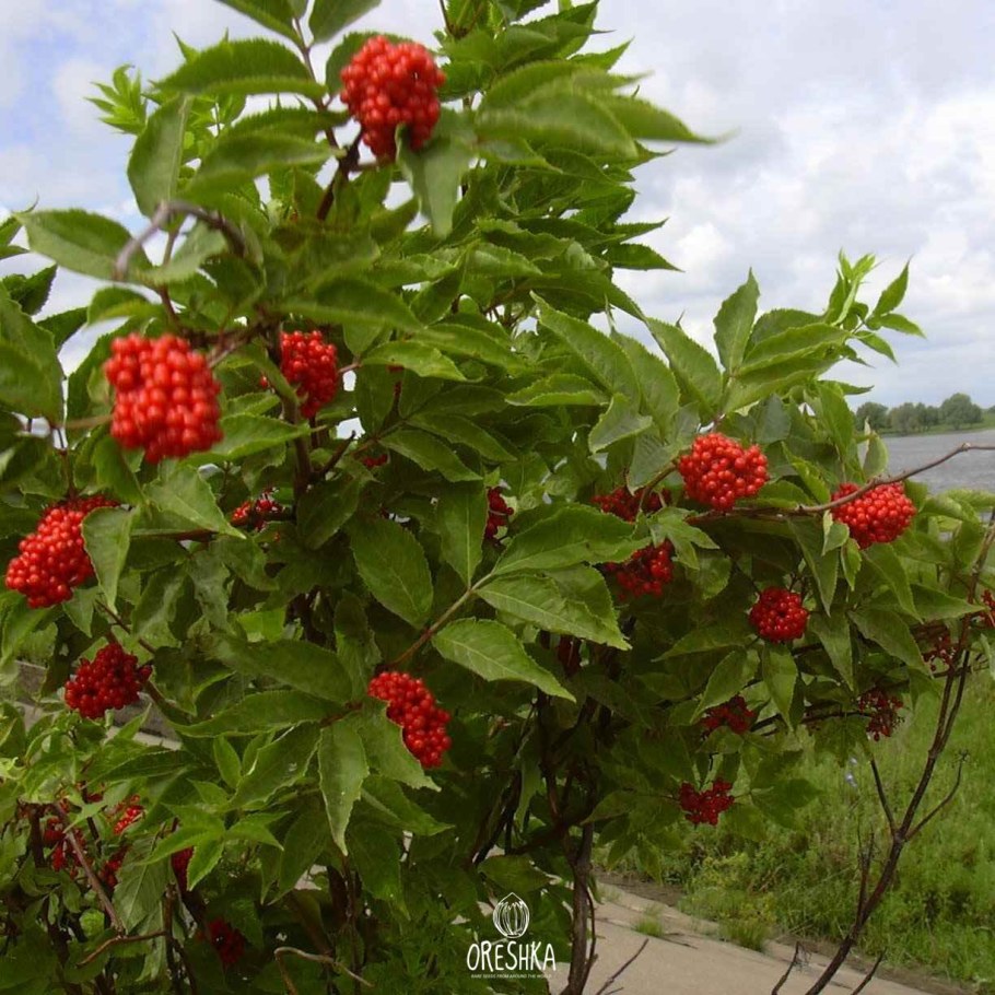 Бузина красная кистистая