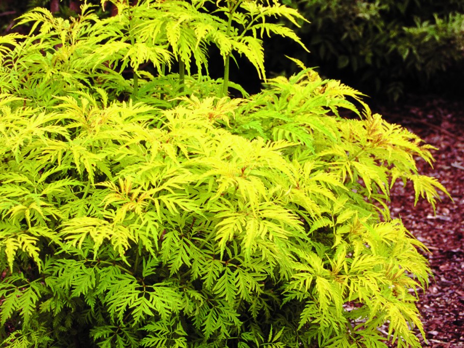 Plumosa Aurea Бузина