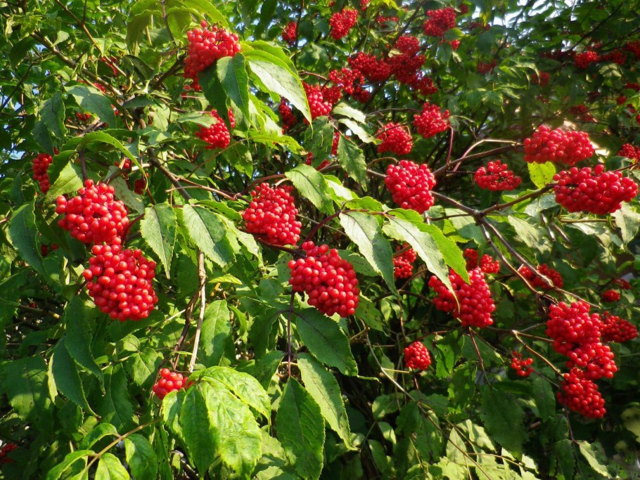 Бузина канадская кустарник