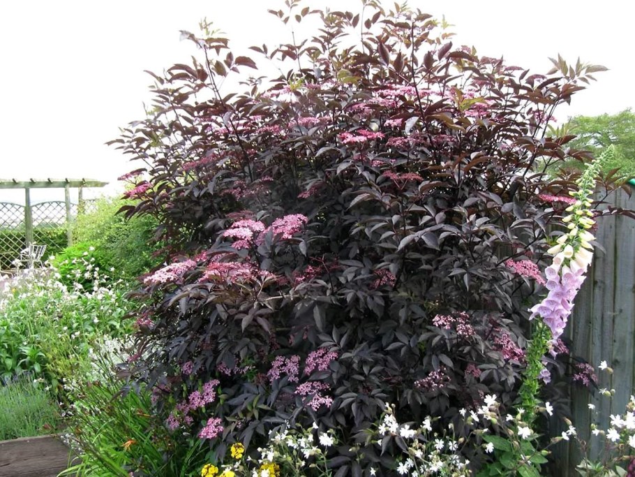 Бузина черная (Sambucus nigra)
