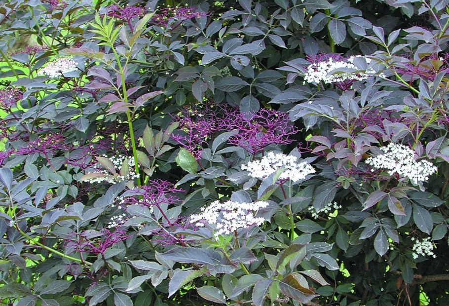 Бузина Пурпуреа