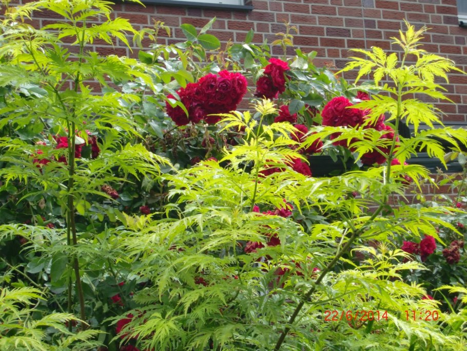 Бузина кистистая Plumosa Aurea