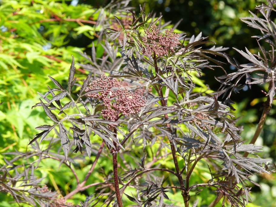 Бузина (черная, травянистая, красная)