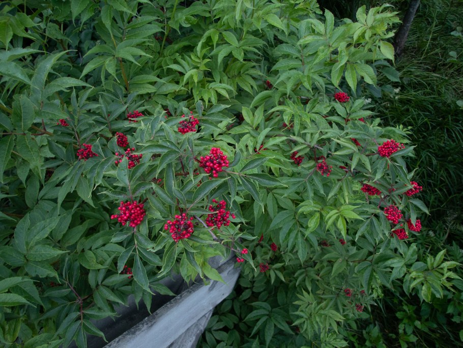 Бузина красная Sambucus racemosa съедобная