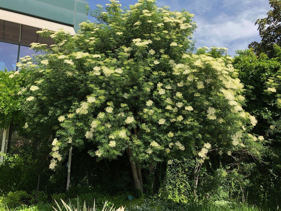 Бузина канадская Ауреа