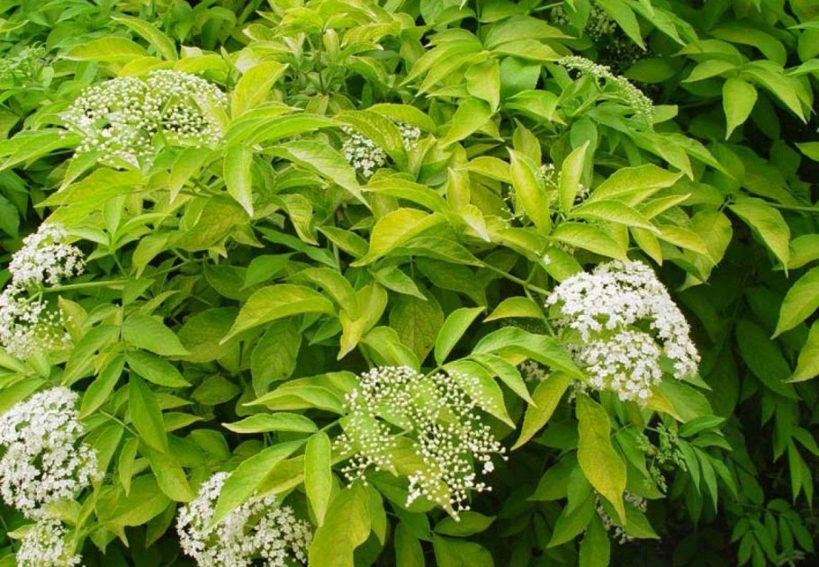 Бузина черная (Sambucus nigra)