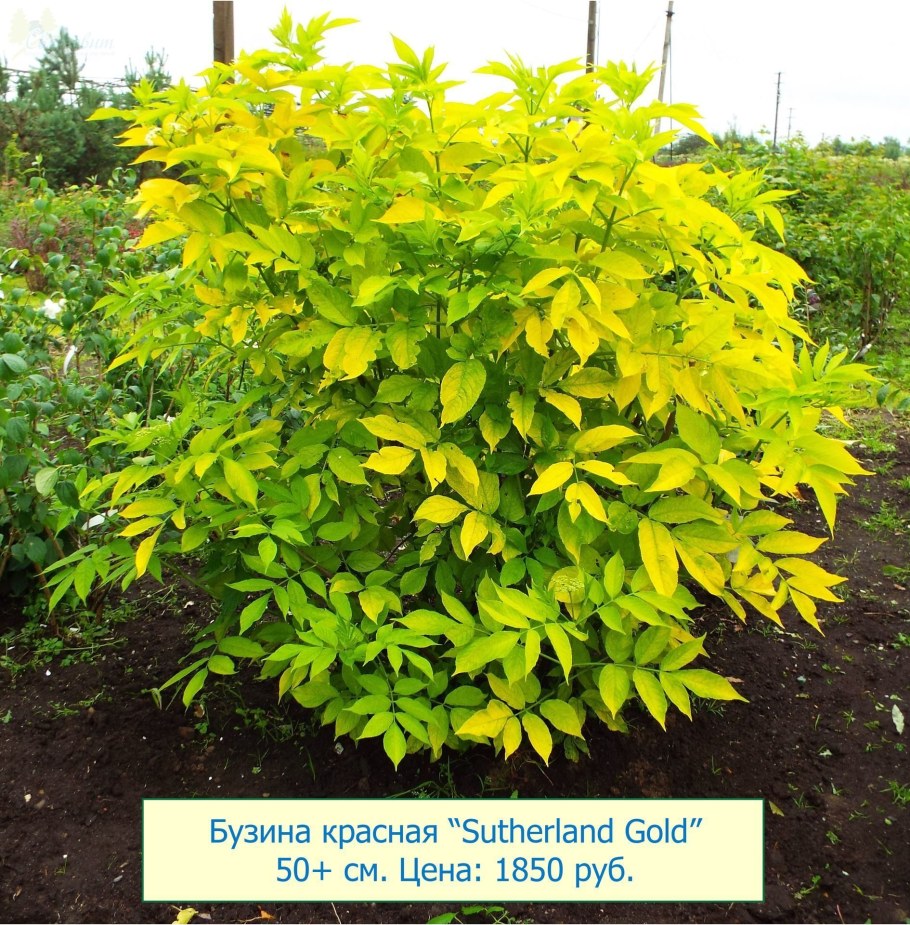 Бузина Плюмоза Ауреа