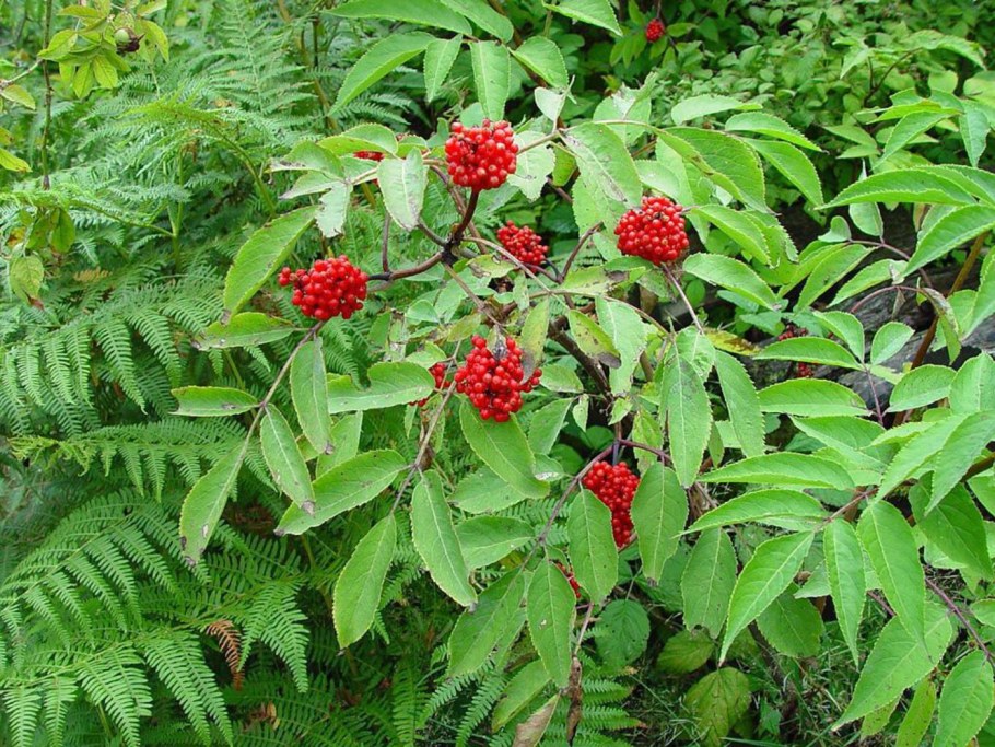Бузина красная Sambucus racemosa