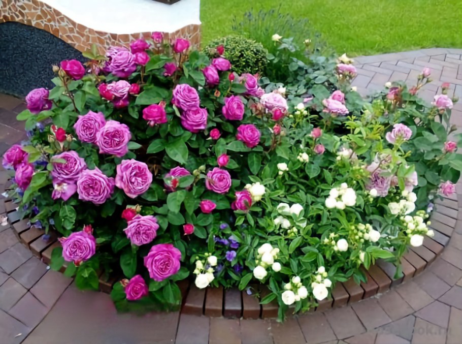 Роза миниатюрная Хайди Клум