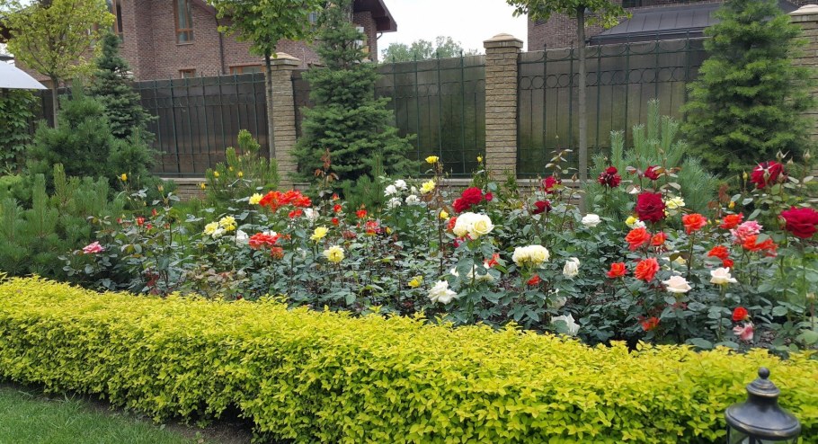 Роза низкорослая бордюрная