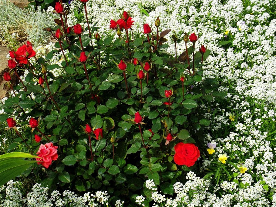 Алиссум с розами