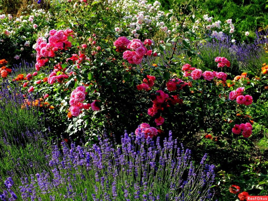 Моноцветник розарий