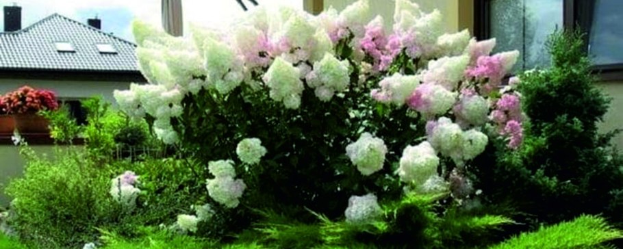 Гортензия Ванилла Фрейз и можжевельник