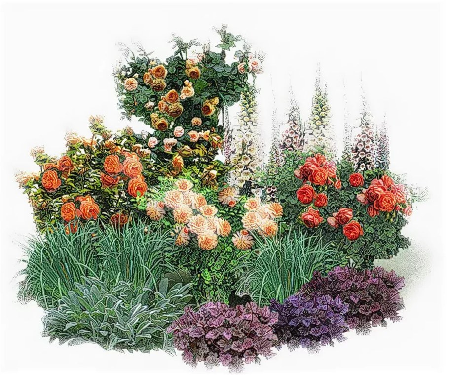 Цветник розарий розарий цветник