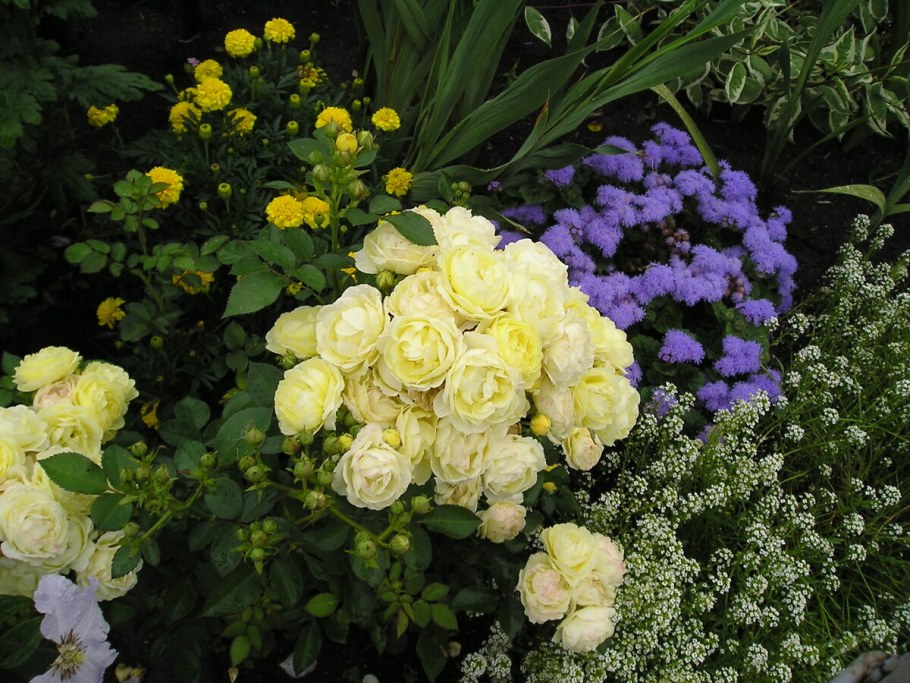 Роза Анни дюпрей