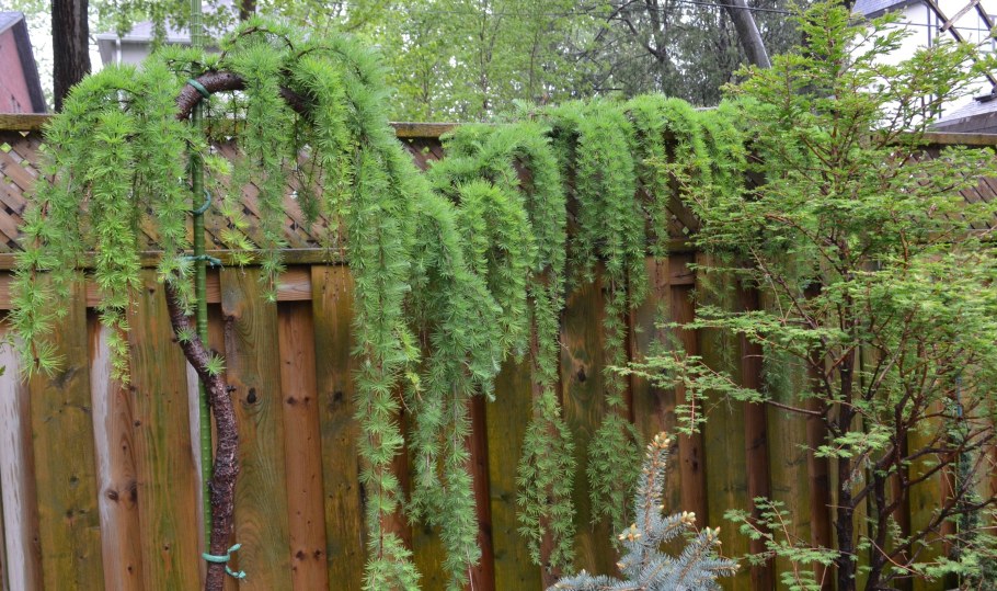 Лиственница японская Пендула