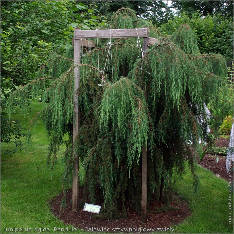 Лиственница европейская Пендула