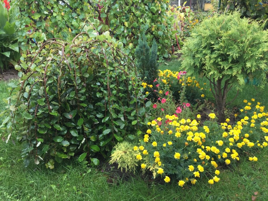 Клумба с лапчаткой кустарниковой