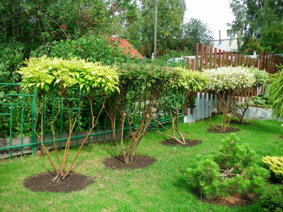 Дёрен ниваки