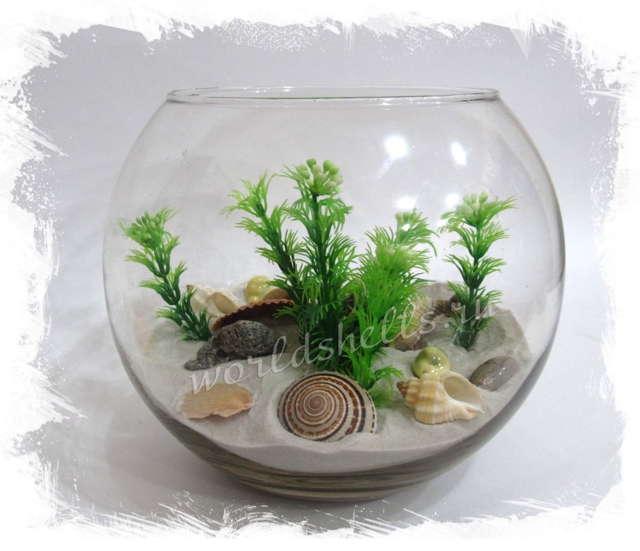Круглый аквариум с ракушками