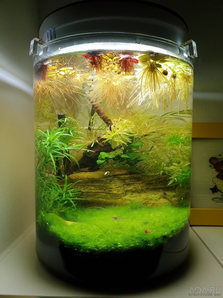 Аквариум круглый травник травник
