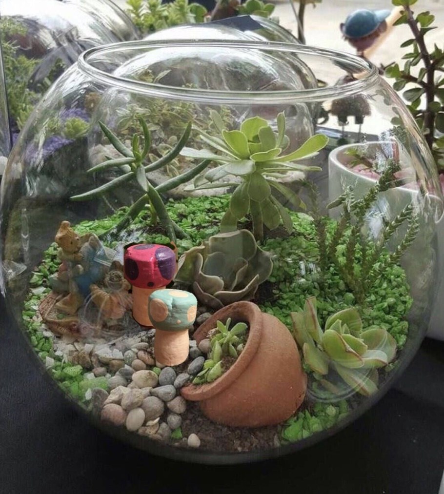 Суккуленты террариум флорариум