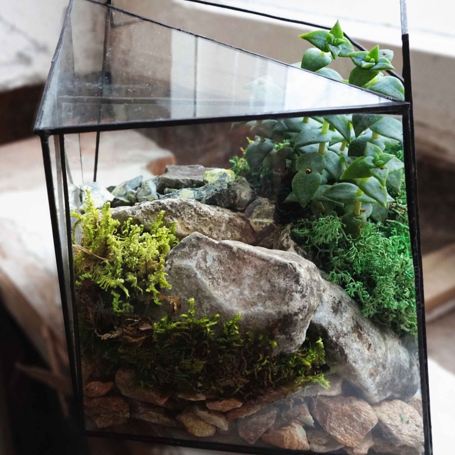 Флорариум в аквариуме