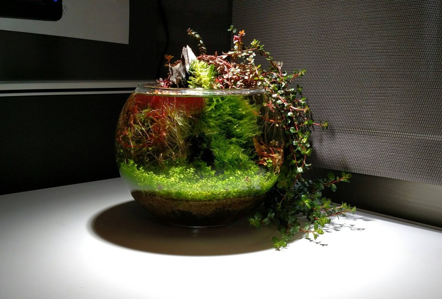 Нано палюдариум