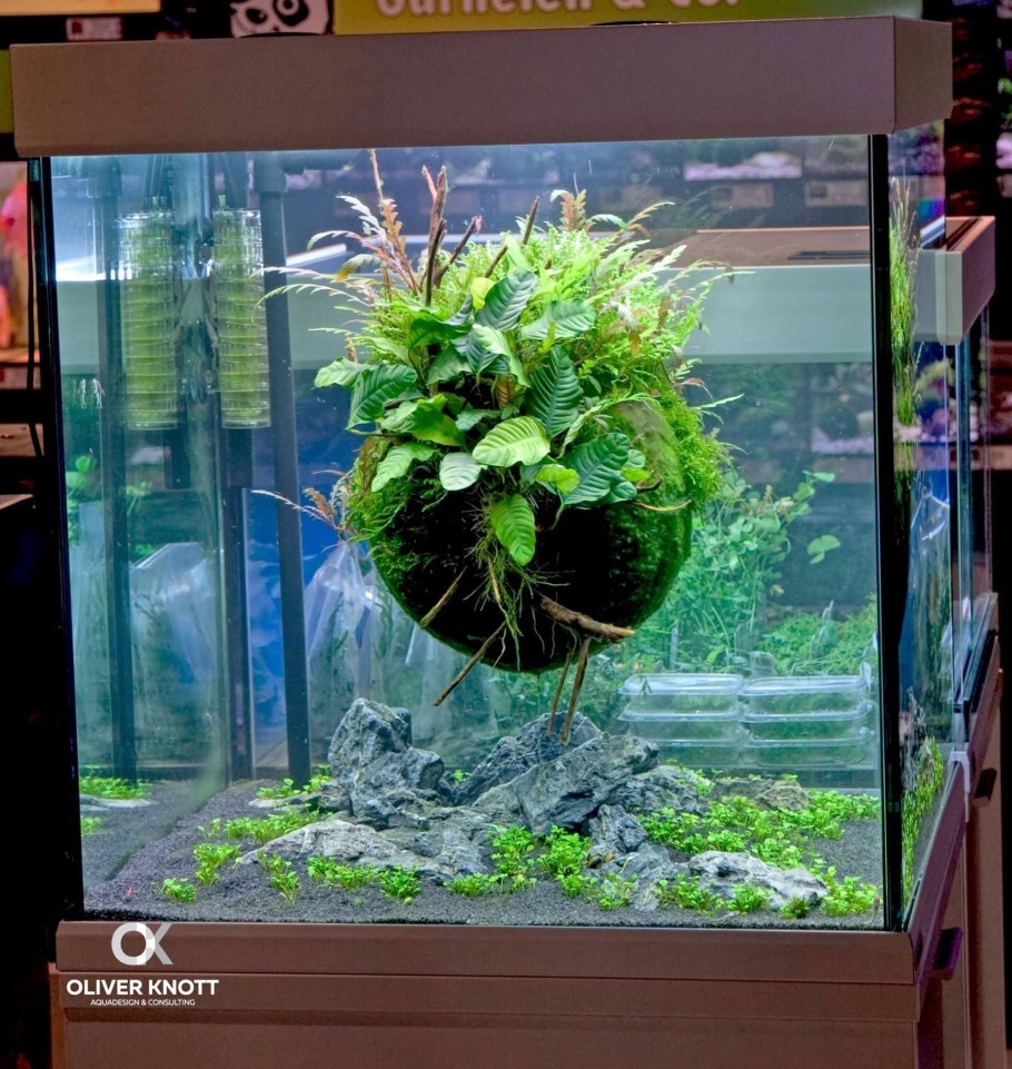 Анубиас палюдариум