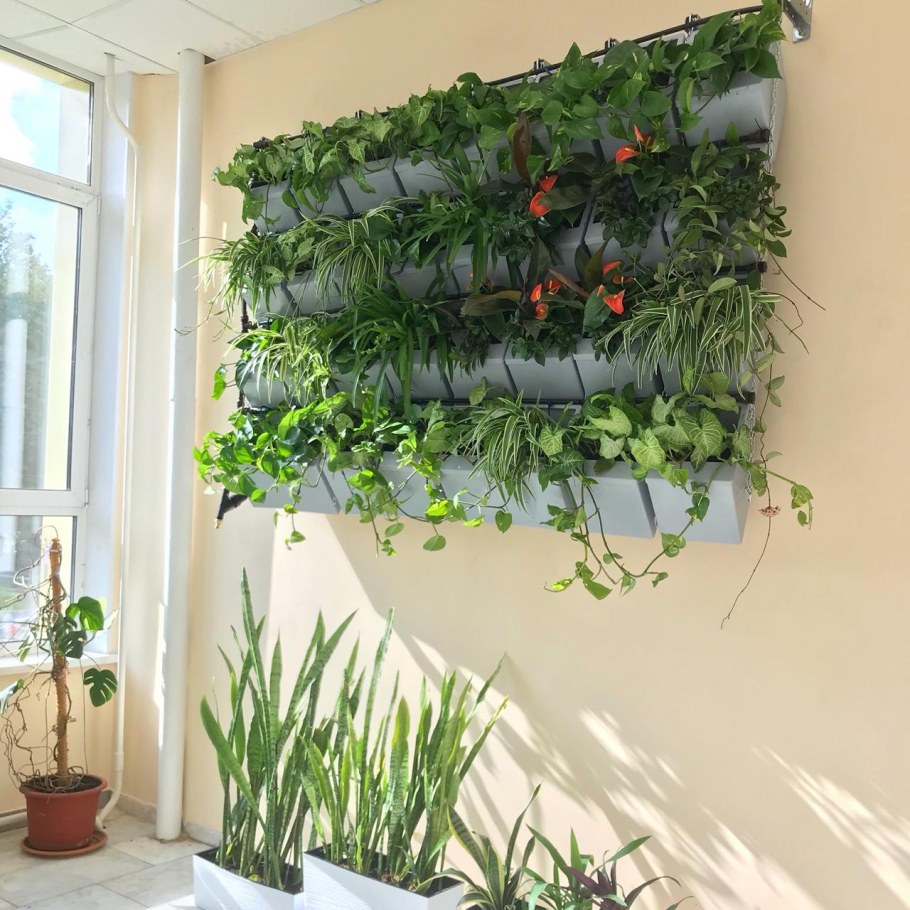 Традесканция фитостена