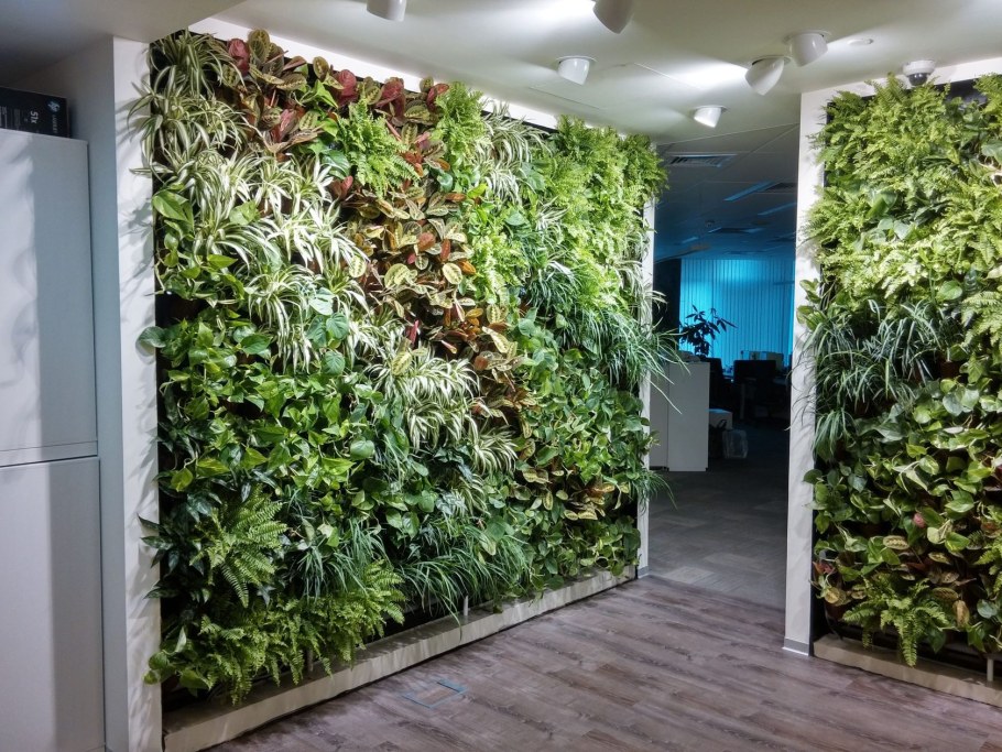 Фитостена с монстерой