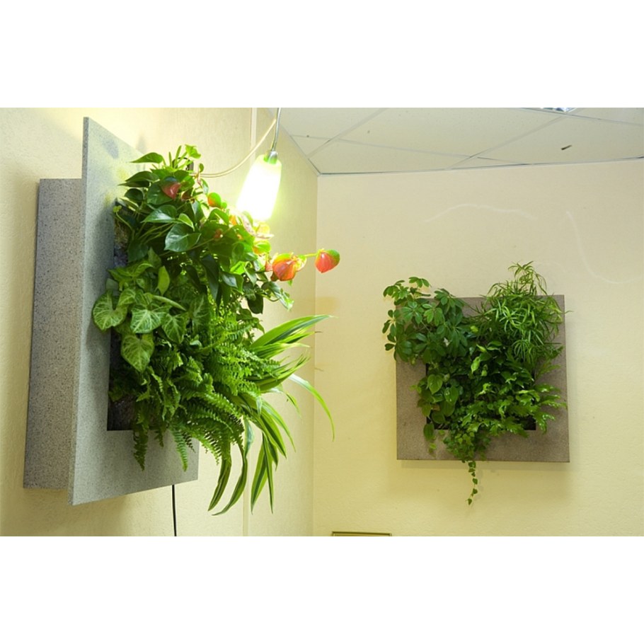 Сингониум фитостена