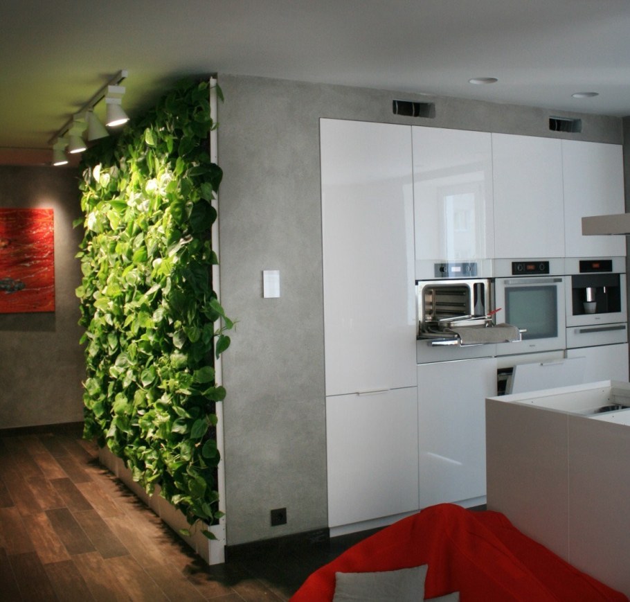 Спатифиллум фитостена