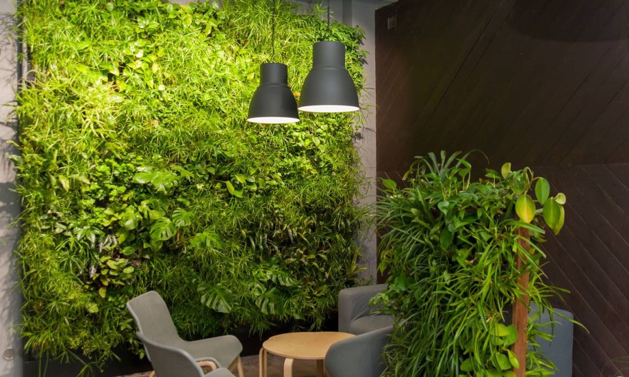 Фитостена мох