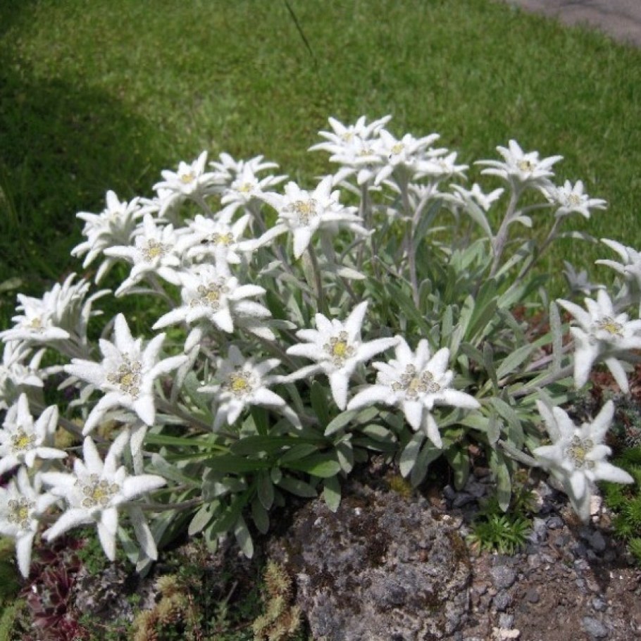 Эдельвейс Альпийский Снежное царство