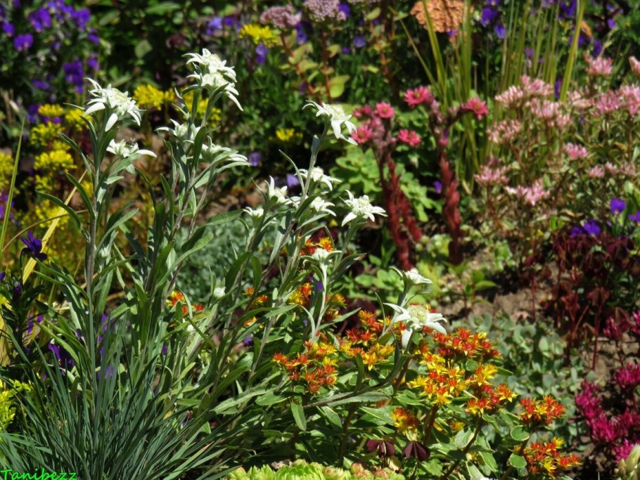 Эдельвейс в альпийской Горке