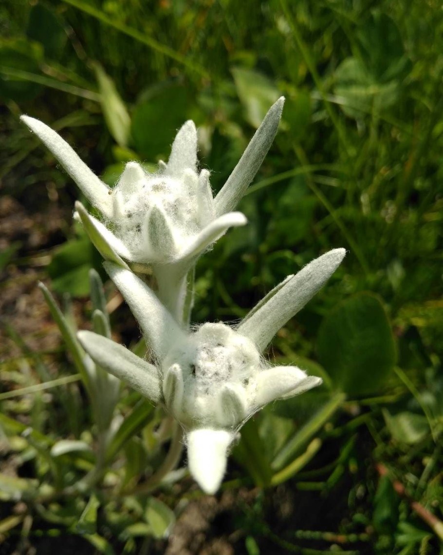 Цветок Эдельвейс на Эльбрусе