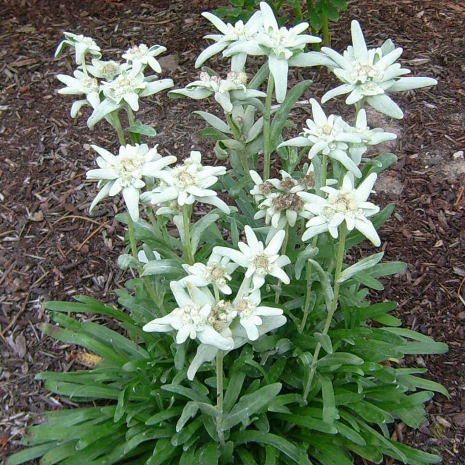 Эдельвейс Альпийский Занзи