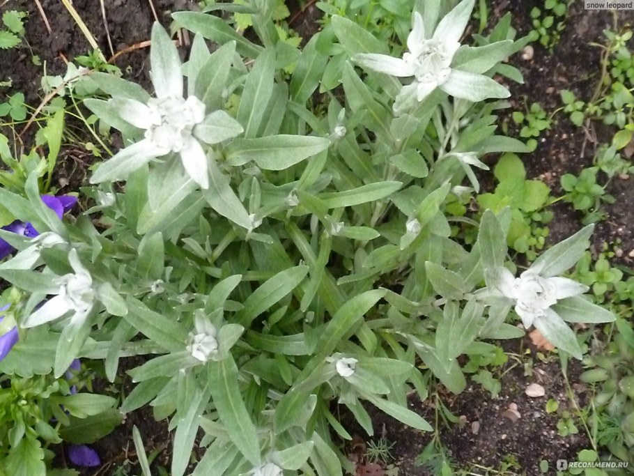 Эдельвейс цветок Занзи