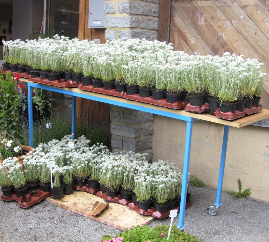 Эдельвейс Альпийский рассада