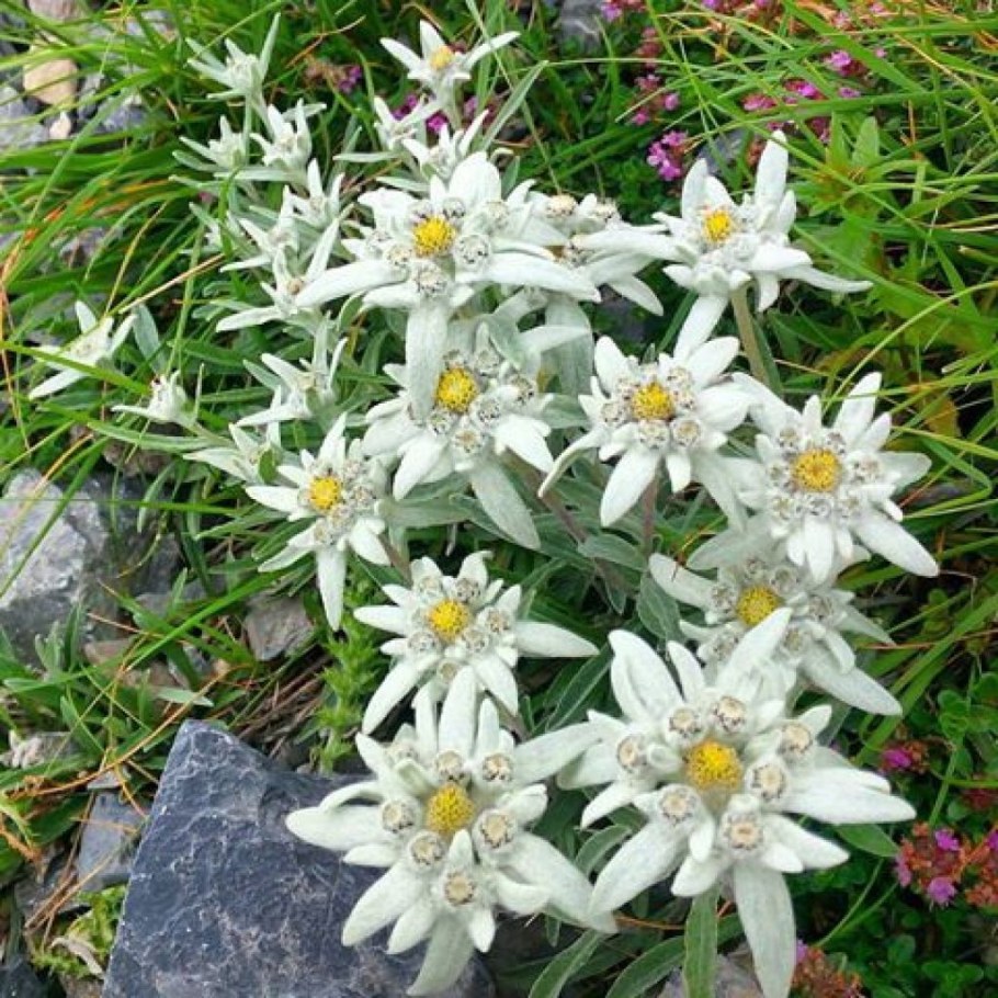 Эдельвейс Альпийский Снежное царство