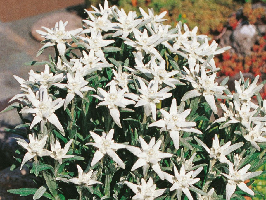 Эдельвейс Альпийский Снежное царство