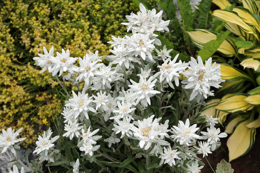 Эдельвейс Альпийский (Leontopodium alpinum)