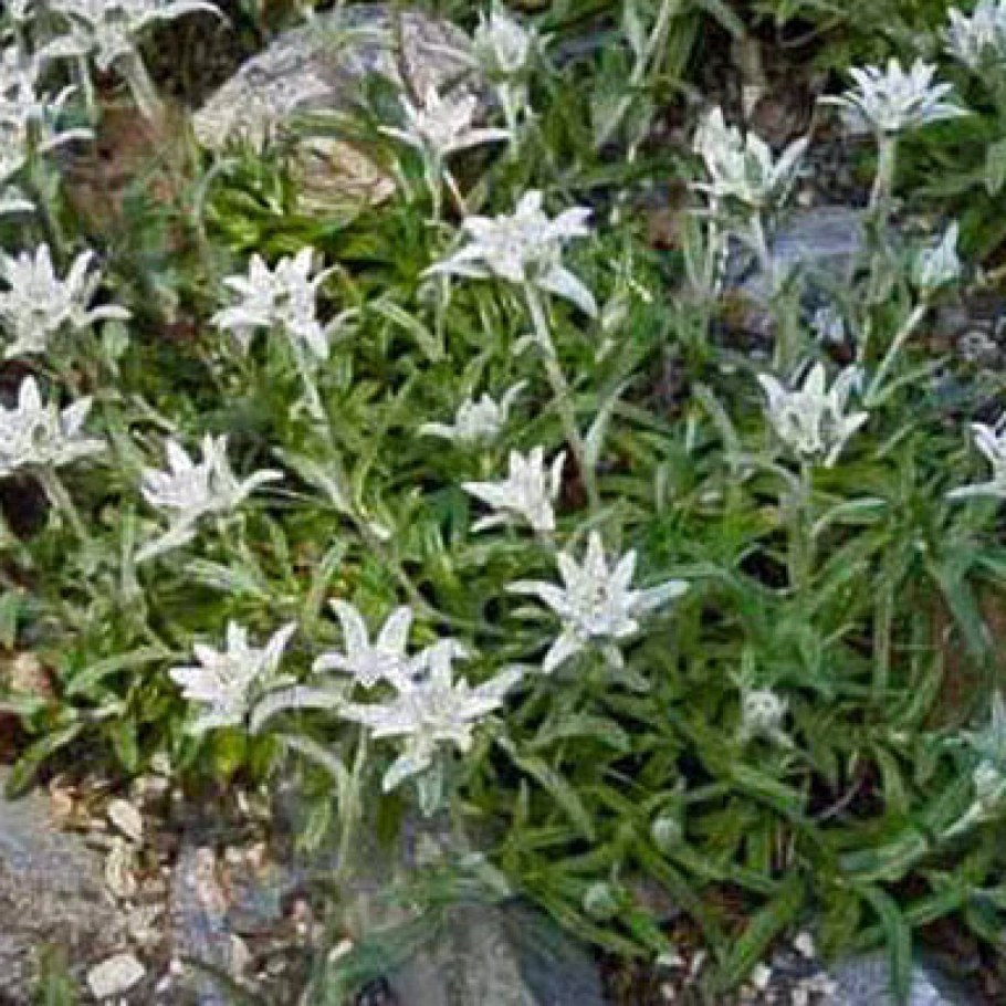 Горный Эдельвейс