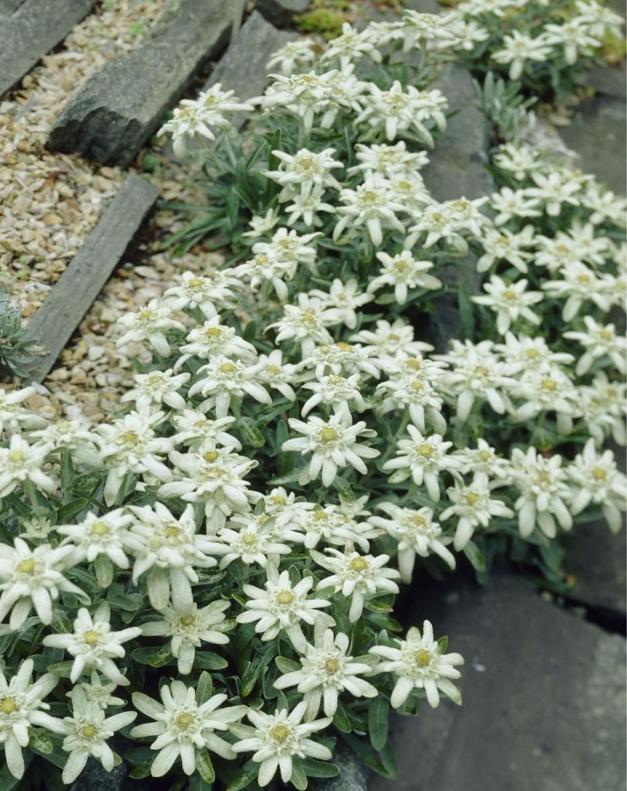 Семена Эдельвейс Альпийский