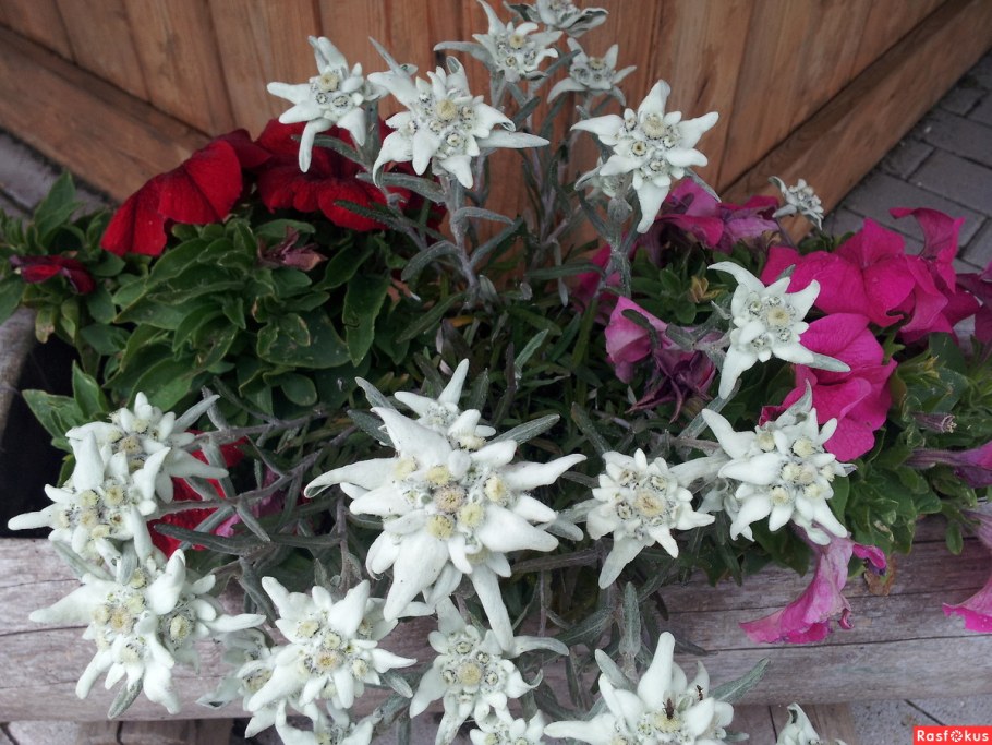 Эдельвейс Альпийский Занзи