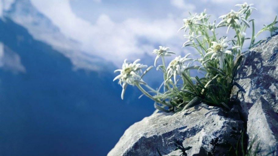 Leontopodium alpinum