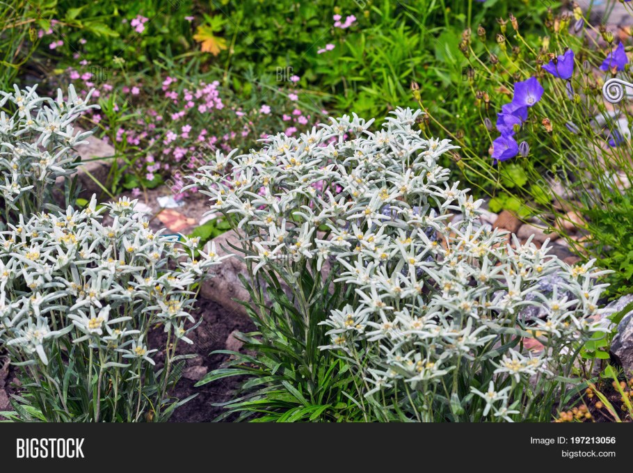 Цветок Эдельвейс Снежное царство