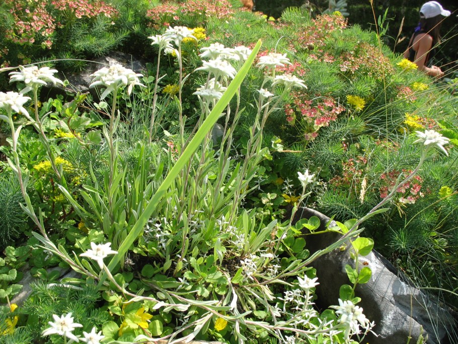 Эдельвейс Альпийский в саду