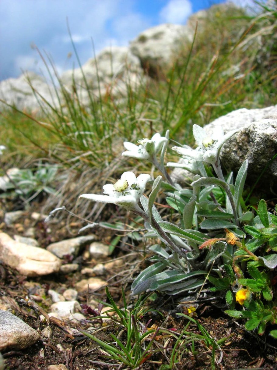Эдельвейс Альпийский Снежное царство